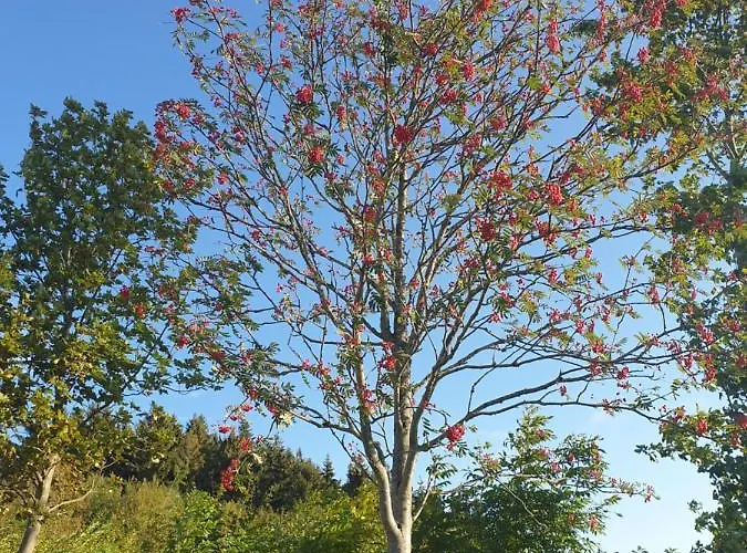 Apartamento Dagmar's In Winterberg