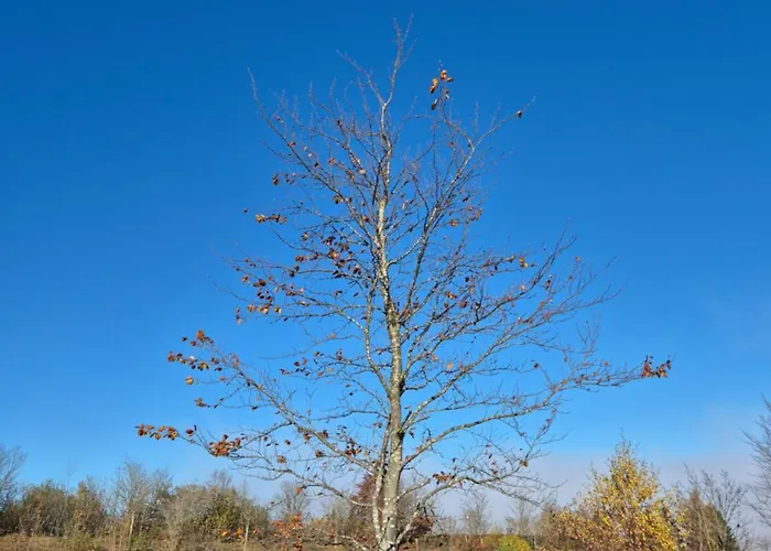 Dagmar's In Apartmán Winterberg